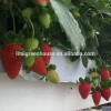 low cost agricultural greenhouse for strawberry