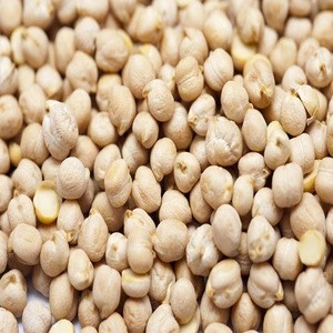 Mexican Chickpea For Sale