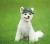 Import Mix design all seasons dog baseball hat ear dog hat pet hat accessories from China