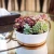 Import Modern Unglazed Bamboo Fiber Succulent Cactus Planter Pot with Bamboo Tray from China