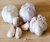 Import Natural Fresh White Garlic 5.0cm Price from Philippines
