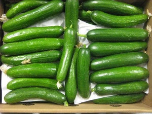 New Crop fresh cucumber / fresh green cucumber price