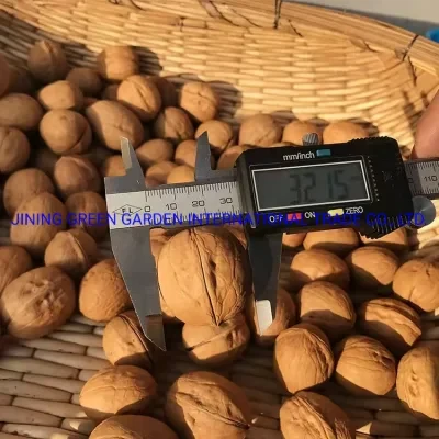 New Crop Natural Xinjiang Wholesale Organic Xiner in Shell/ 185 Walnuts Inshell with Good Quality