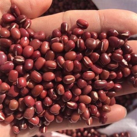 New Crop Small Red Beans (Adzuki Beans),Common Red and Pearl Red
