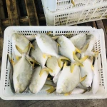 New Season Good Quality Frozen Golden Pompano Pomfret