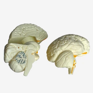 Plastic Brain model for medical education 3PARTS