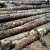 Import POPLAR LOGS FOR MATCH STICKS MAKING from India