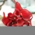 Import Preserved Artificial Decorative Flower Calla Lily  for Stage Decor Florist from China