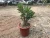 Import Professional manufacture cheap foliage plants natural plants ornamental adenium abesum mixed color flowers from China