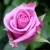 Import Purple color high quality fresh cut rose flower for wholesale roses dubai fresh flower importers from China