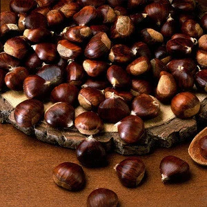 Raw Chestnuts / Chestnut / Brazil nuts /