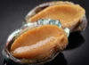 seafood abalone/fresh shellfish