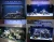 Import Semigrow AquaOcean IT5080 aquarium led lighting evergrow led aquarium light for sps lps corals from China
