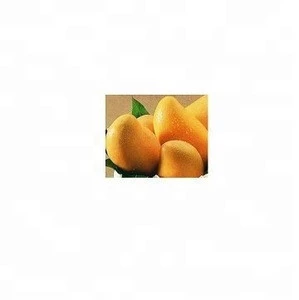 SGS Certified Fresh Green Mangoes Alphonso Mangoes for sale