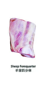 Sheep Forequarater
