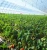 Import single-span/multi-span agriculture greenhouses widely used in green houses agriculture from China