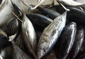 skipjack tuna export fresh fish trading companies