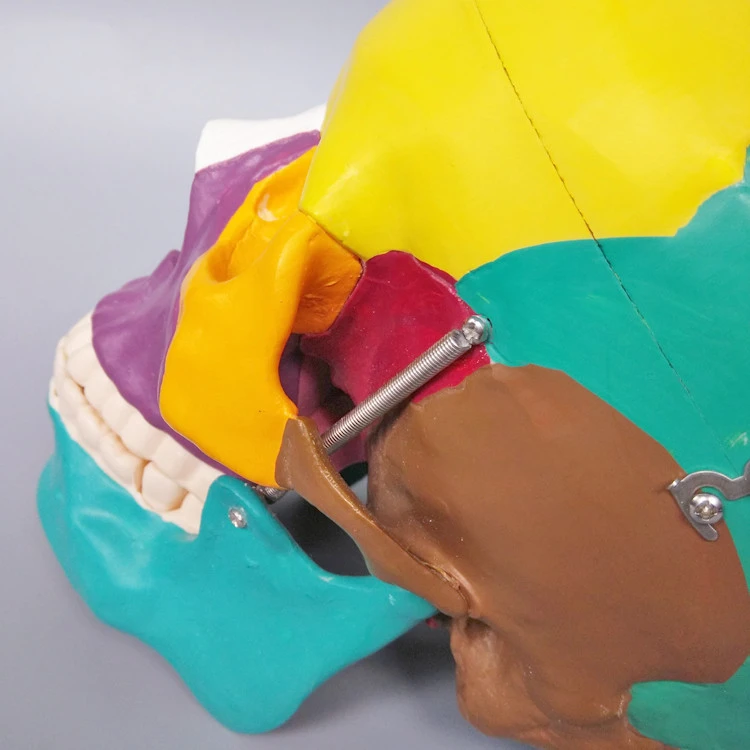 Skull Model Biology Model Human Colored Skull Model /Biological Anatomy
