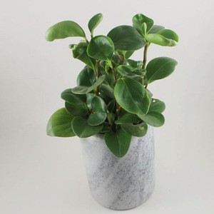 small cheap handmade white Onyx marble stone plant/large flower vases