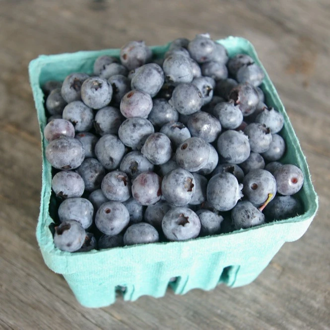 South African Fresh from the farm Blueberries