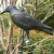 Import Stand Plastic Hunting Crow- Decoy Garden Bird Scarer from China