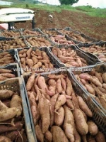 Sweet Japanese Potato