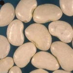 Thailand dry butter beans