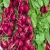 Import Top Quality Fresh Radish For Sale from China