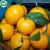 Wholesale Frozen Fresh Mandarin Orange
