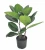 Wholesale Low Price Rubber Tree Perennial Foliage Plants Ficus Elastica