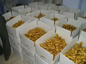 Wholesale Organic Fresh Ginger
