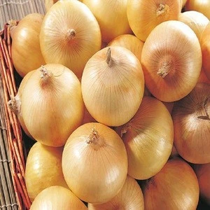 Yellow Onion :wholesale yellow fresh onion in carton