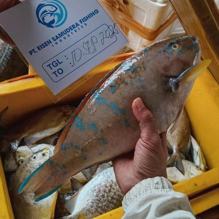 Parrot Fish Menu Buy Parrot Fish Whole Round - High Quality from PT Savya Coco Provita ...