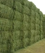 Nutritious Alfalfa Hay For Bulk Feeding With Rich Fiber Protein And Fresh Aroma For Healthy Animals