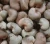 Import Raw Cashew Nut from India