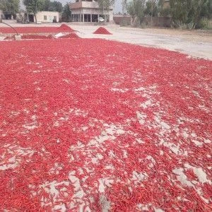 Dry Red chili For sale