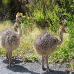 Ostrich Chicks and eggs for sale