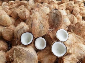 Premium Quality Cheapest Price Semi-husked Coconut Old Mature Dry Coconuts Wholesale prices