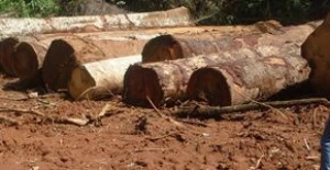 Ebony wood log for sale