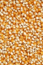 CORN GMo