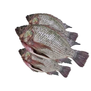 wholesale supply 500-800gr frozen tilapia fish black tilapia red tilapia fish for sale