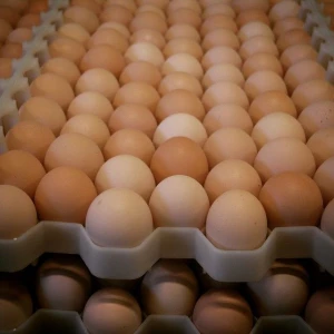FRESH CHICKEN TABLE EGGS FOR EXPORT