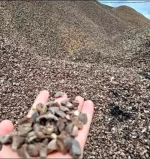 Palm Kernel Shell