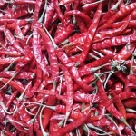 Premium 334 Sannam Dry Red Chilli for Export
