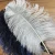 Import High Quality Ostrich Feathers, Fertile Ostrich Eggs, from South Africa