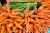 Import CARROT from India