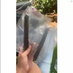 Vanilla Beans Pure  Quality from Papua New Guinea - 2Lbs/1Kg
