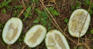 cucumeropsis mannii seeds(white melon seeds)