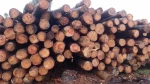 Pinus Elliote