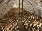 Maitake Mushroom Extract